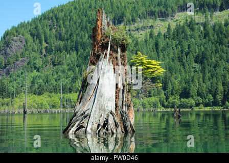 Pflanze, die aus einem Krankenpflegestumpf am Stave Lake in Mission, British Columbia, Kanada, wächst Stockfoto
