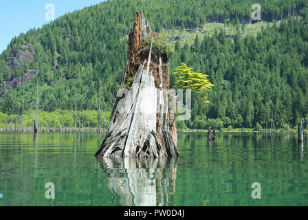 Pflanze, die aus einem Krankenpflegestumpf am Stave Lake in Mission, British Columbia, Kanada, wächst Stockfoto