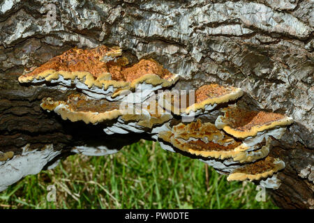 Inonotus radiatus (Erle Halterung) wird meist mit dem Sterben Erlen verbunden. Es ist parasitierender Pilz und führt zu einem Zustand, der als Weiß Rot bekannt. Stockfoto