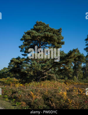 Sutton Heide, Suffolk. England UK. Eine fotografische Studie, die in der wachsenden Formen von Kiefern, Pinus sylvestris, über die gemeinsame. Die Umgebung hat großen Einfluss auf ihre Form. Diese können aus; ein typischer Laubbaum Form, 2 Amtsleitungen, konische Ausbildung, viele Gebrochene Zweige auf einer Seite, wo der Wind zerschlagen worden oder auch nur eine kleine Menge an Laub ganz oben auf einem hohen Baum variieren. Ob der Baum wächst in Isolation, eine kleine Gruppe oder kondensierte Woodland hat auch einen großen Einfluss auf die endgültige Formation. Stockfoto