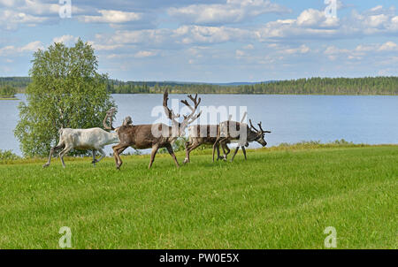 Rentier am Ufer des nördlichen See im Sommer. Finnisch Lappland Stockfoto