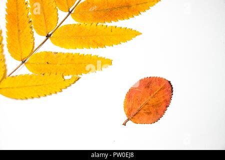 Eine Vielzahl der Blätter im Herbst liegen auf einem weißen Hintergrund. Sie sind trocken und in einer Waldlichtung gesammelt. Der Herbst ist die schönste Zeit des Jahres. Stockfoto