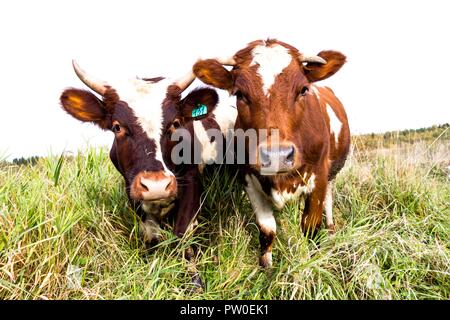 Zwei schöne und junge Kühe fressen Gras auf dem Feld. Kühe auf dem Bauernhof. Sie sind für die Gewinnung von schmackhafte und gesunde Milch gezüchtet. Stockfoto