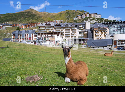Lamas im Dorf La Mongie, Winter Skigebiet in Campan, Hautes-Pyrénées, Frankreich Stockfoto