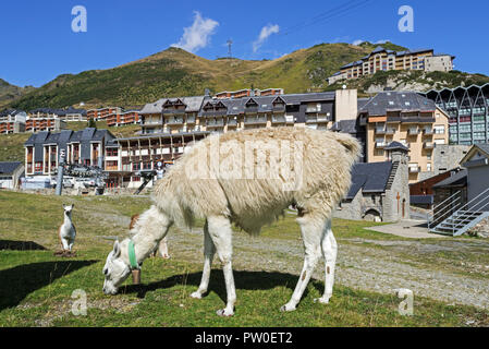 Lamas grasen in das Dorf La Mongie, Winter Skigebiet in Campan, Hautes-Pyrénées, Frankreich Stockfoto