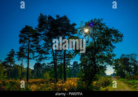 Sutton Heide, Suffolk. England UK. Eine fotografische Studie, die in der wachsenden Formen von Kiefern, Pinus sylvestris, über die gemeinsame. Die Umgebung hat großen Einfluss auf ihre Form. Diese können aus; ein typischer Laubbaum Form, 2 Amtsleitungen, konische Ausbildung, viele Gebrochene Zweige auf einer Seite, wo der Wind zerschlagen worden oder auch nur eine kleine Menge an Laub ganz oben auf einem hohen Baum variieren. Ob der Baum wächst in Isolation, eine kleine Gruppe oder kondensierte Woodland hat auch einen großen Einfluss auf die endgültige Formation. Stockfoto