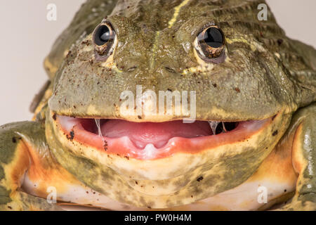 Pyxicephalus adspersus, einem afrikanischen Bullfrog, öffnet seinen Mund weg von der Rippen auf der Unterkiefer. Einer der wenigen Frösche, die einen schmerzhaften Biss geben kann. Stockfoto