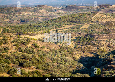 Olivenplantagen in den hohen Bergen der Insel Kreta, Griechenland Stockfoto