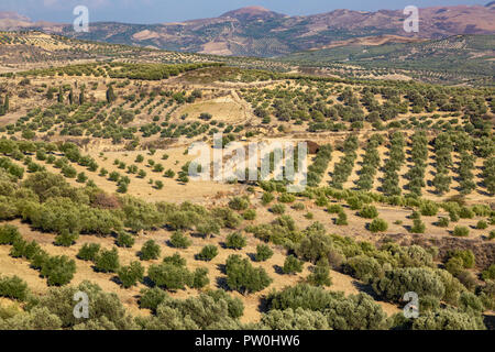 Olivenplantagen in den hohen Bergen der Insel Kreta, Griechenland Stockfoto