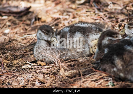Nilgans Alopochen aegyptiaca, Küken, mit Geschwister Stockfoto