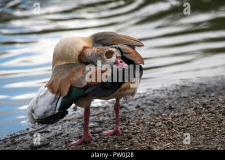 Nach links weist, Porträt einer putzen Nilgans Alopochen aegyptiaca, Stockfoto
