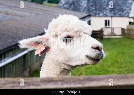 Alpaka, mit Ohrmarken, die auf einer britischen Farm. Stockfoto