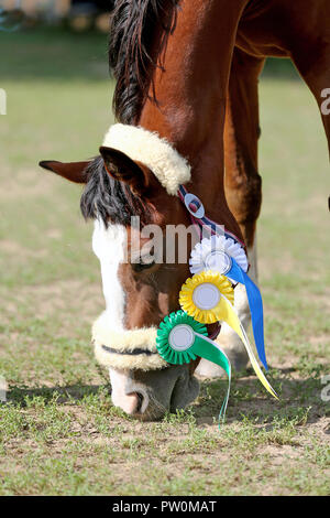 Wunderschöne reinrassige Springreiterin Pferd Beweidung auf die Rennstrecke auf der natürlichen Hintergrund Nach dem Rennen. Verschiedenen bunten Bändern Rosetten auf Kopf einer Awa Stockfoto