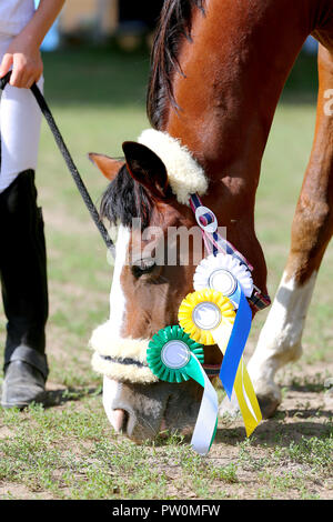 Wunderschöne reinrassige Springreiterin Pferd Beweidung auf die Rennstrecke auf der natürlichen Hintergrund Nach dem Rennen. Verschiedenen bunten Bändern Rosetten auf Kopf einer Awa Stockfoto