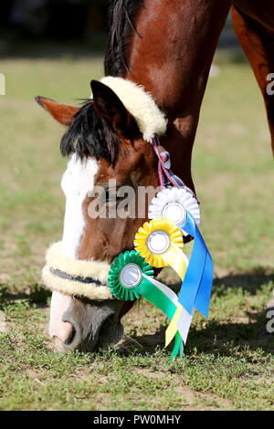 Wunderschöne reinrassige Springreiterin Pferd Beweidung auf die Rennstrecke auf der natürlichen Hintergrund Nach dem Rennen. Verschiedenen bunten Bändern Rosetten auf Kopf einer Awa Stockfoto