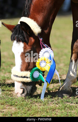 Wunderschöne reinrassige Springreiterin Pferd Beweidung auf die Rennstrecke auf der natürlichen Hintergrund Nach dem Rennen. Verschiedenen bunten Bändern Rosetten auf Kopf einer Awa Stockfoto