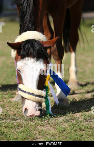 Wunderschöne reinrassige Springreiterin Pferd Beweidung auf die Rennstrecke auf der natürlichen Hintergrund Nach dem Rennen. Verschiedenen bunten Bändern Rosetten auf Kopf einer Awa Stockfoto