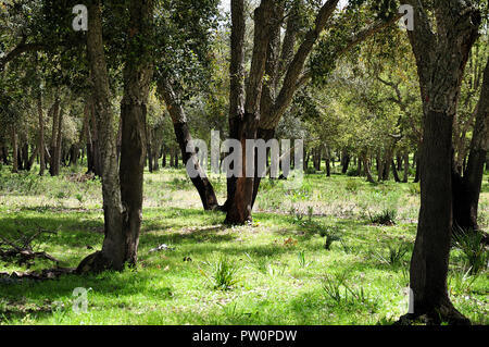 Korkeichen in maamora Wald in der Nähe von Rabat, Marokko, bei hellem Sonnenlicht Stockfoto