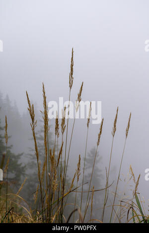 Einzelne Grashalme aus dem Hintergrund durch Nebel isoliert an einem regnerischen Tag im Sommer Stockfoto