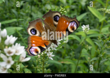 Europäische Tagpfauenauge (Nymphalis io) auf einem Garten Blume im Sommer Stockfoto