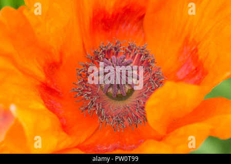 Nahaufnahme von orangefarbenem Mohn in der Blüte (Papaver-Rhoeas). Konzentrieren Sie sich auf die zentrale Mohnfrucht: Eiförmige, flache Kapsel. Stockfoto