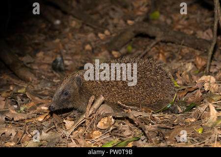 Seitenansicht eines wilden britischen Igels (erinaceus europaeus) isoliert, in Blättern gezüchtert, im Freien in dunklem Waldunterholz. Stockfoto