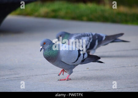 Rock Pigeon gehen auf Beton. Der große Vogel Gattung Aserbaidschan umfasst eine Gruppe von mittleren bis großen Stout-bodied Tauben, die oft als die t Stockfoto