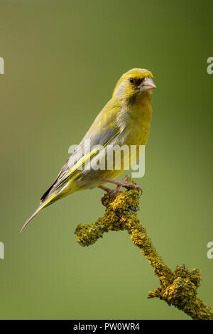 Männchen grünfink Carduelis chloris, lateinischer Name, thront auf einem Flechten bedeckt Zweig vor einem grünen Hintergrund Stockfoto