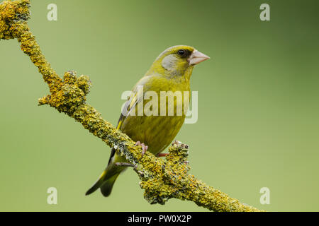 Männchen grünfink Carduelis chloris, lateinischer Name, thront auf einem Flechten bedeckt Zweig vor einem grünen Hintergrund Stockfoto