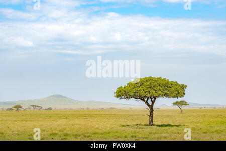 Einsame Akazie in den Steppen und Savannen der Serengeti, Masai Mara und Ngorongoro Krater in Kenia und Tansania, Ostafrika. African Safari Reise nach Stockfoto