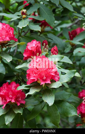 Rhododendron 'Madame de Bruin' Blumen. Stockfoto