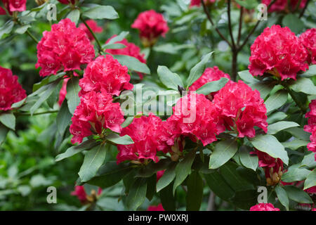 Rhododendron 'Madame de Bruin' Blumen. Stockfoto