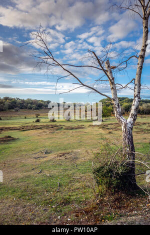 Ein toter Silber Birke (Betula pendula) im New Forest National Park in Hampshire, England, Großbritannien Stockfoto