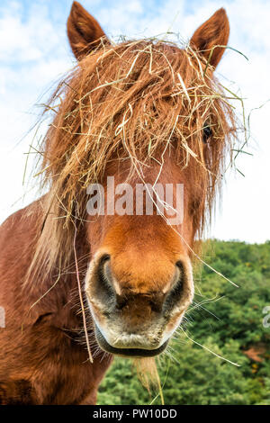 Funny Horse close-up Stockfoto