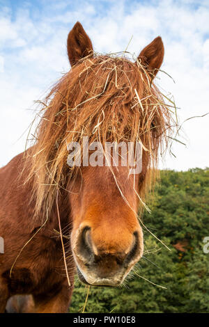 Funny Horse close-up Stockfoto