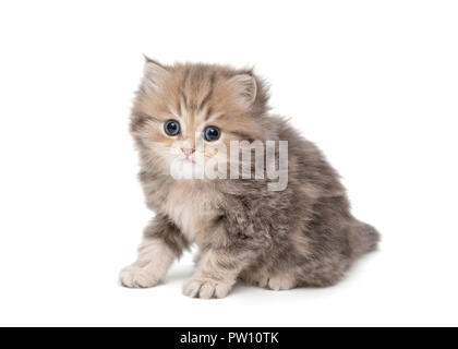 Shaggy, grau, wenig Britische Katze, auf weissem isoliert Stockfoto