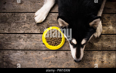 Hungrig Hund in der Nähe von eine Schüssel mit Essen liegen Stockfoto