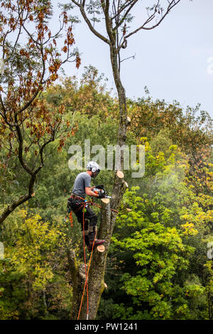 Tree climber, Industriekletterer, fällt ein Laubbaum, klettert mit der Motorsäge im Baum und Tropfen es Stück für Stück, von oben Stockfoto