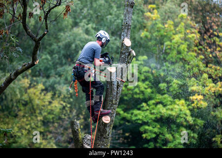 Tree climber, Industriekletterer, fällt ein Laubbaum, klettert mit der Motorsäge im Baum und Tropfen es Stück für Stück, von oben Stockfoto