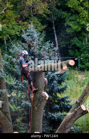 Tree climber, Industriekletterer, fällt ein Laubbaum, klettert mit der Motorsäge im Baum und Tropfen es Stück für Stück, von oben Stockfoto