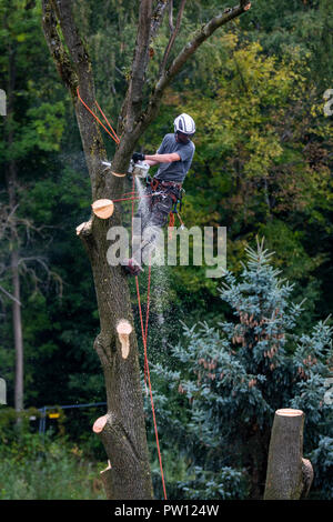 Tree climber, Industriekletterer, fällt ein Laubbaum, klettert mit der Motorsäge im Baum und Tropfen es Stück für Stück, von oben Stockfoto