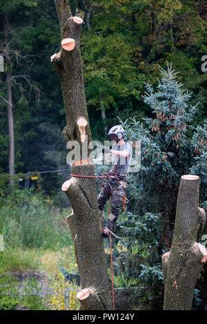 Tree climber, Industriekletterer, fällt ein Laubbaum, klettert mit der Motorsäge im Baum und Tropfen es Stück für Stück, von oben Stockfoto