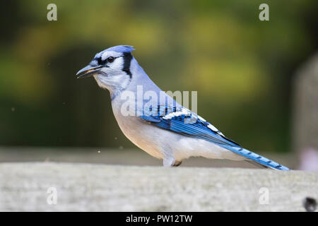 Blue Jay im Herbst Stockfoto