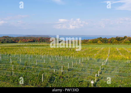 Weinberge auf Old Mission Peninsula, Traverse City, Michigan. Stockfoto