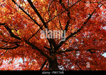 10 Oktober 2018, Nordrhein-Westfalen, Düsseldorf: Eichen mit Feuer - rote Blätter im Herbst in einem Park in der Nähe des Rheinufers. Foto: Horst Ossinger/dpa Stockfoto