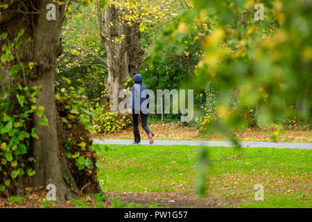 Celbridge, Grafschaft Kildare, Irland. 12 Okt, 2018: Die Folgen des Sturms Callum im Castletown Park, Celbridge. Ruhe am Morgen und Paar herabgefallene Äste aber keine größeren Schäden in der Forstwirtschaft. Die Menschen wandern und jugging foretasted vor dem Regen für den Nachmittag als Sturm Callum bewegt sich über Irland. Quelle: Michael Grubka/Alamy leben Nachrichten Stockfoto