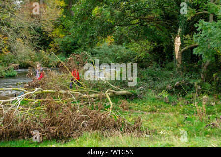Celbridge, Grafschaft Kildare, Irland. 12 Okt, 2018: Die Folgen des Sturms Callum im Castletown Park, Celbridge. Ruhe am Morgen und Paar herabgefallene Äste aber keine größeren Schäden in der Forstwirtschaft. Die Menschen wandern und jugging foretasted vor dem Regen für den Nachmittag als Sturm Callum bewegt sich über Irland. Quelle: Michael Grubka/Alamy leben Nachrichten Stockfoto