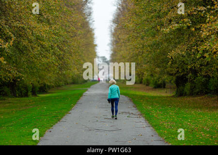 Celbridge, Grafschaft Kildare, Irland. 12 Okt, 2018: Die Folgen des Sturms Callum im Castletown Park, Celbridge. Ruhe am Morgen und Paar herabgefallene Äste aber keine größeren Schäden in der Forstwirtschaft. Die Menschen wandern und jugging foretasted vor dem Regen für den Nachmittag als Sturm Callum bewegt sich über Irland. Quelle: Michael Grubka/Alamy leben Nachrichten Stockfoto