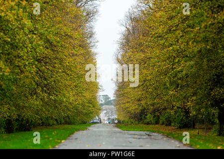 Celbridge, Grafschaft Kildare, Irland. 12 Okt, 2018: Die Folgen des Sturms Callum im Castletown Park, Celbridge. Ruhe am Morgen und Paar herabgefallene Äste aber keine größeren Schäden in der Forstwirtschaft. Starker Regen für den Nachmittag als Sturm Callum bewegt sich über Irland prognostiziert. Quelle: Michael Grubka/Alamy leben Nachrichten Stockfoto