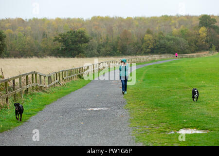 Celbridge, Grafschaft Kildare, Irland. 12 Okt, 2018: Die Folgen des Sturms Callum im Castletown Park, Celbridge. Ruhe am Morgen und Paar herabgefallene Äste aber keine größeren Schäden in der Forstwirtschaft. Die Menschen wandern und jugging foretasted vor dem Regen für den Nachmittag als Sturm Callum bewegt sich über Irland. Quelle: Michael Grubka/Alamy leben Nachrichten Stockfoto